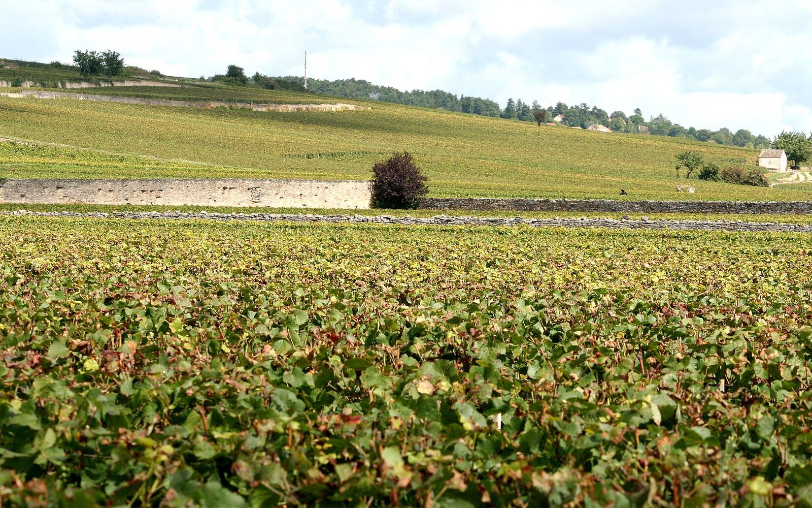 Franse wijnstreken