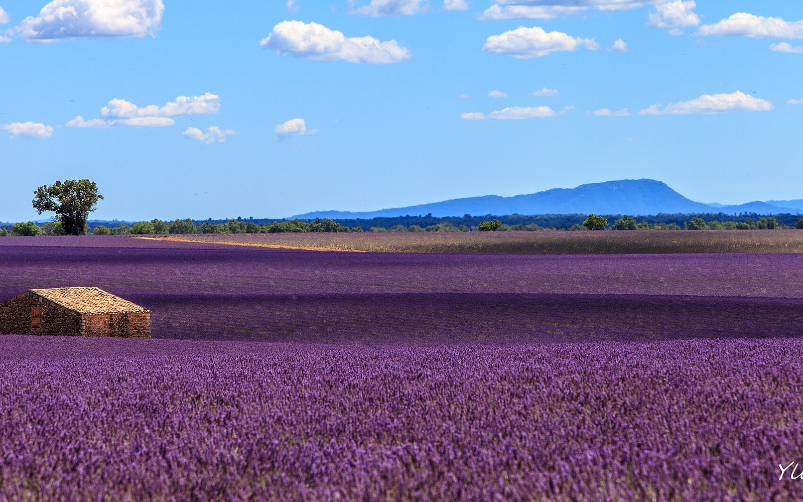 Bloeiende lavendelvelden op het plateau van Valensole in de Provence