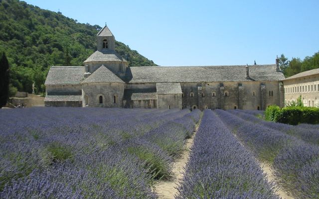 Lavendelvelden Provence